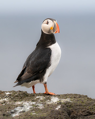 Puffin