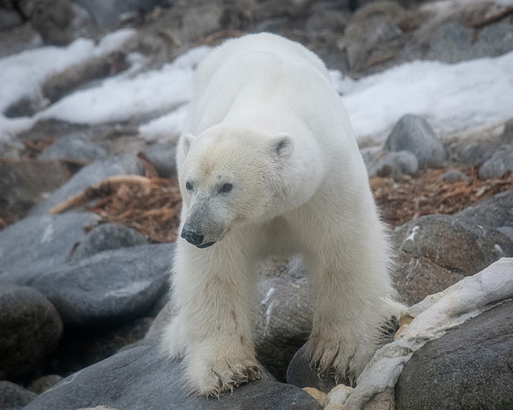 Polar Bear