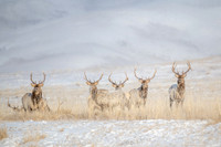 Caspian Red Deer, Mongolia