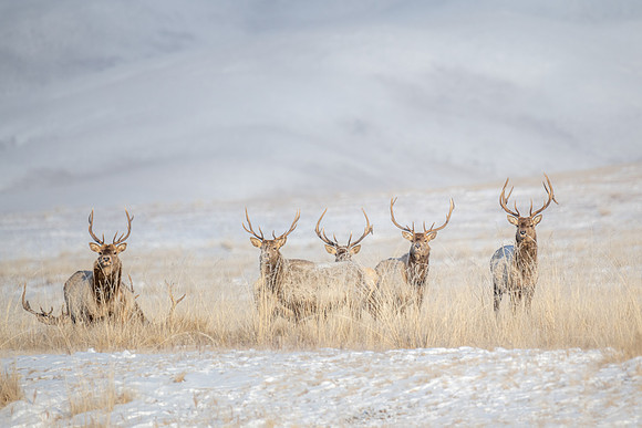 Caspian Red Deer, Mongolia