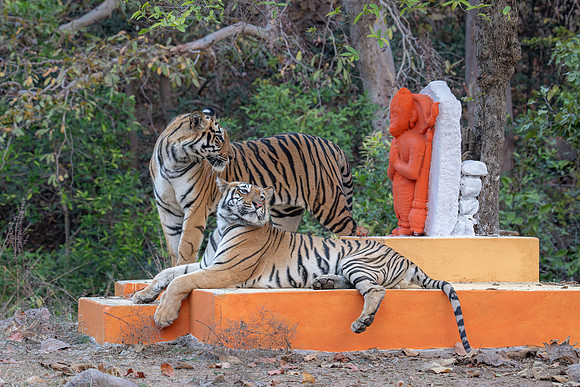 Tiger Brothers, India