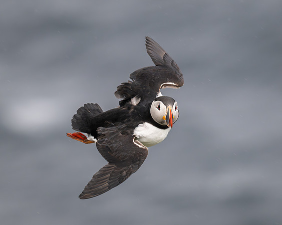 Puffin making eye contact