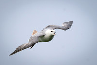 Northern Fulmar