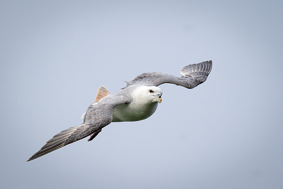 Northern Fulmar