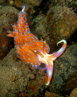 Nudibranch, Indonesia