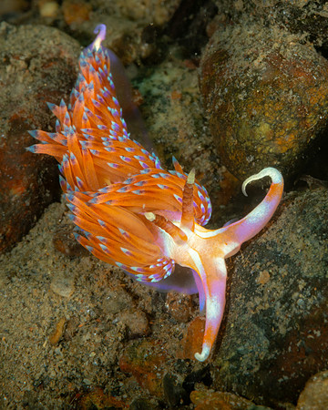 Nudibranch, Indonesia