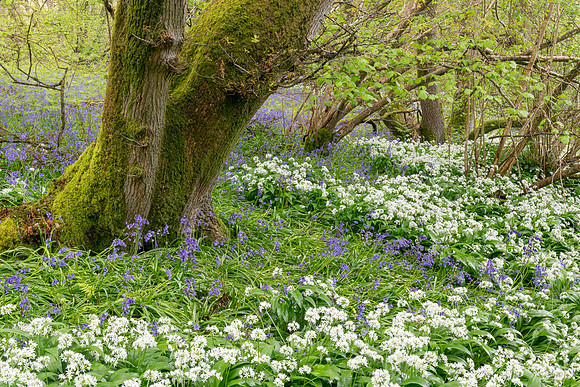 Wild Garlic and Bluebells, Wiltshire