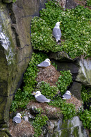 Kittiwakes nesting amongst Scurvy Grass
