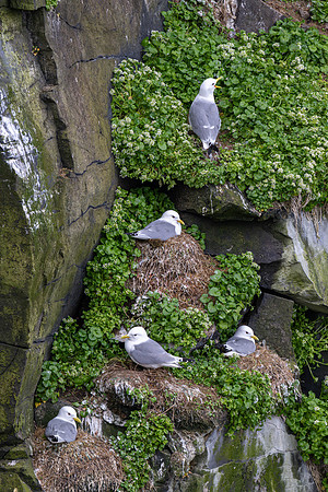 Kittiwakes nesting amongst Scurvy Grass