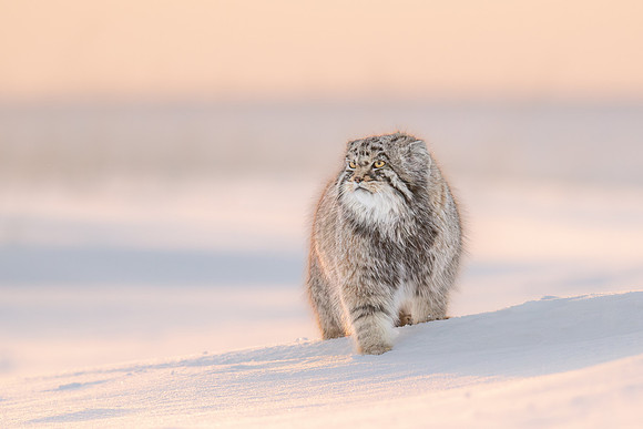 Pallas's Cat, Mongolia
