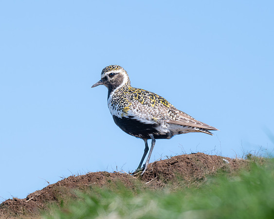 Golden Plover