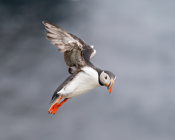 Puffin hanging in a stiff breeeze