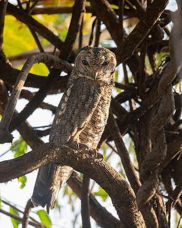 Mottled Wood Owl, India