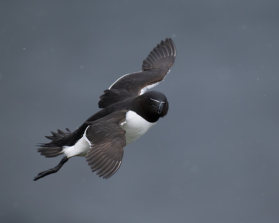 Razorbill fly-by