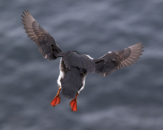 Puffin hovers in strong wind