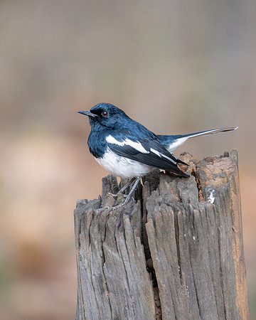 Oriental Magpie Robin, India