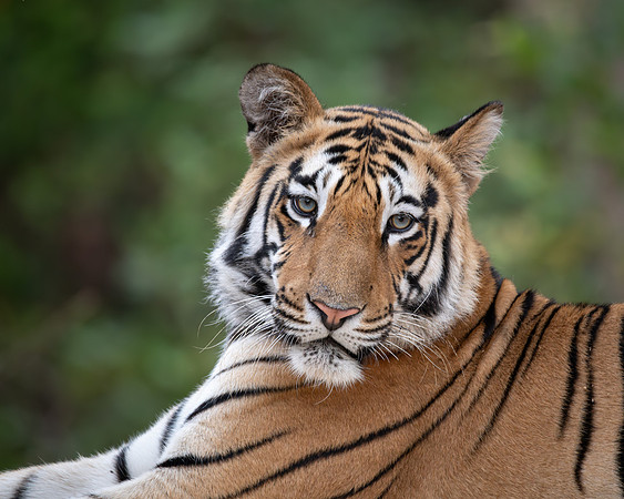 Tiger, India