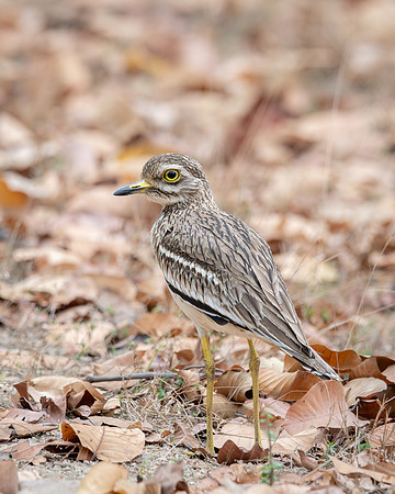 Eurasian Thick-knee, India
