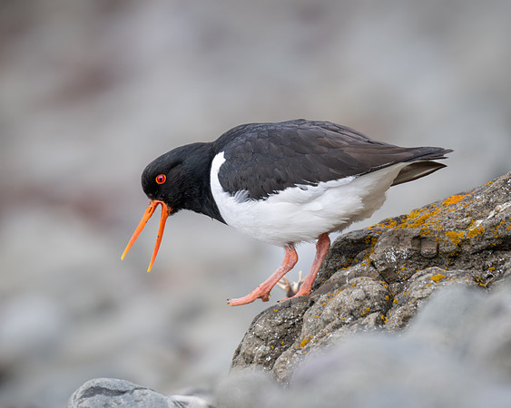 Oystercatcher
