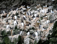 Breeding Common Murre