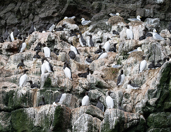 Breeding Common Murre