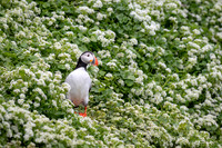 Puffin in Scurvygrass
