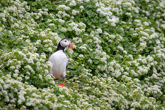 Puffin in Scurvygrass
