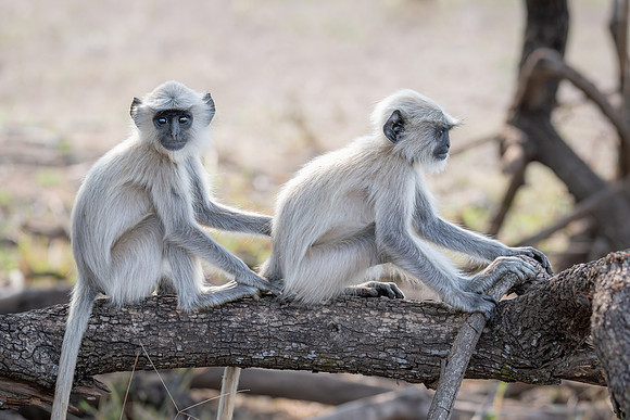 Northern Plains Langur, India